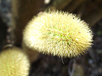 Cleistocactus winteri 25 Seeds - Golden Rat Tail Cactus