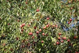 Cornus capitata 15 Seeds - Himalayan Strawberry Tree