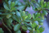 Crassula ovata 100 Seeds - Jade Plant