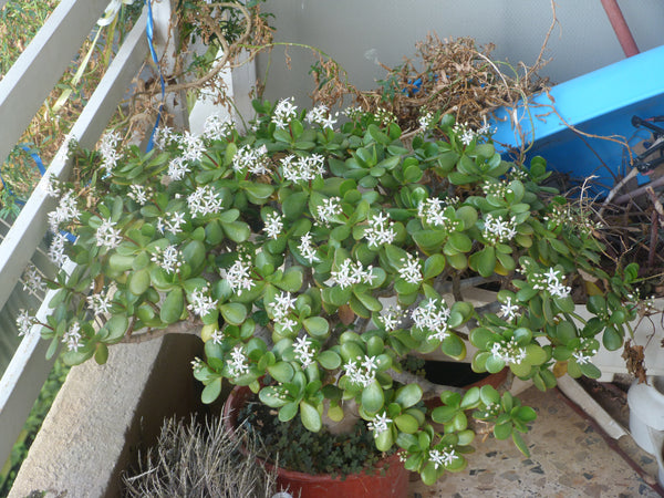jade plant from seed Crassula ovata Seeds
