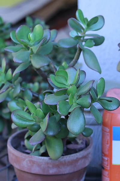 where to buy jade plant seeds Crassula ovata Seeds