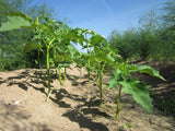 Datura stramonium 25 Seeds - Jimsonweed