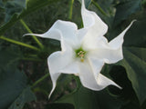 Datura stramonium 25 Seeds - Jimsonweed