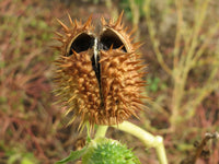 Datura stramonium 25 Seeds - Jimsonweed