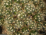 Dolichothele surculosa 25 Seeds - Mammillaria surculosa