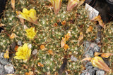 Dolichothele surculosa 25 Seeds - Mammillaria surculosa