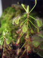 Drosera madagascariensis 10 Seeds