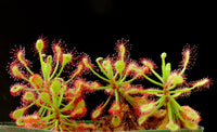 Drosera madagascariensis 10 Seeds