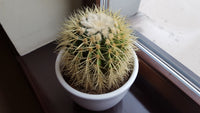 Echinocactus grusonii 25 Seeds - Golden Barrel Cactus