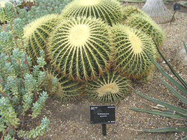 Echinocactus grusonii 25 Seeds - Golden Barrel Cactus