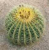 Echinocactus grusonii 25 Seeds - Golden Barrel Cactus