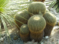 Echinocactus grusonii 25 Seeds - Golden Barrel Cactus