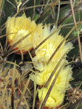 Echinocactus platyacanthus 25 Seeds - Giant Barrel Cactus