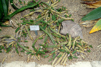 Echinocereus pentalophus 20 Seeds - Lady Finger Cactus