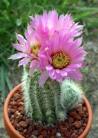 Echinocereus reichenbachii 25 Seeds - Lace Cactus