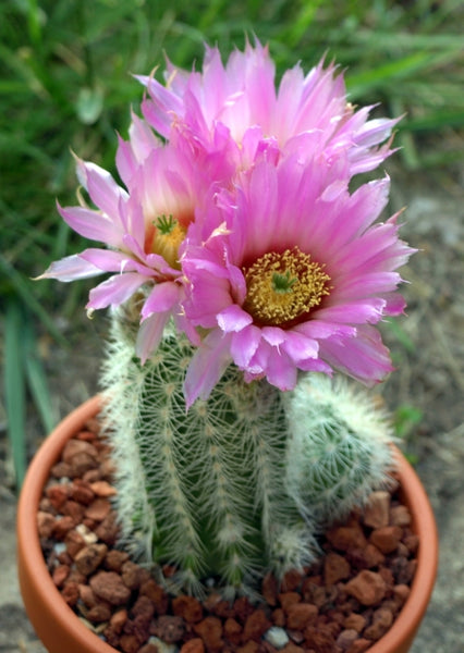 Echinocereus reichenbachii 25 Seeds - Lace Cactus