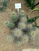 Echinocereus stramineus Seeds - Straw Colored Hedgehog Cactus