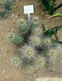 Echinocereus stramineus Seeds - Straw Colored Hedgehog Cactus