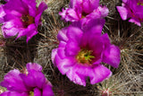 Echinocereus stramineus Seeds - Straw Colored Hedgehog Cactus