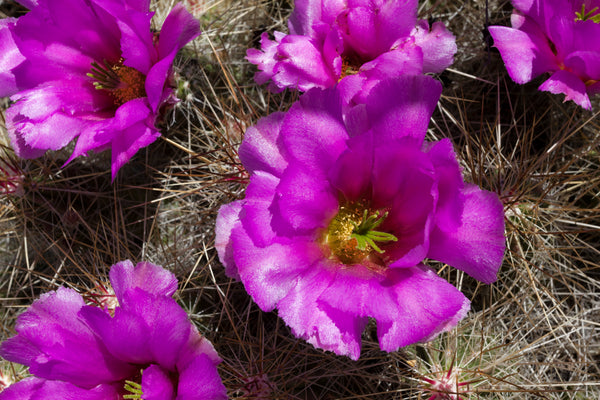 Echinocereus stramineus 25 Seeds - Straw Colored Hedgehog Cactus