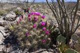 Echinocereus stramineus Seeds - Straw Colored Hedgehog Cactus