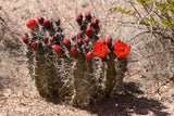 Echinocereus triglochidiatus Seeds - Mojave Mound Cactus