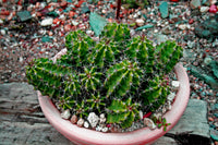 Echinocereus triglochidiatus Seeds - Mojave Mound Cactus
