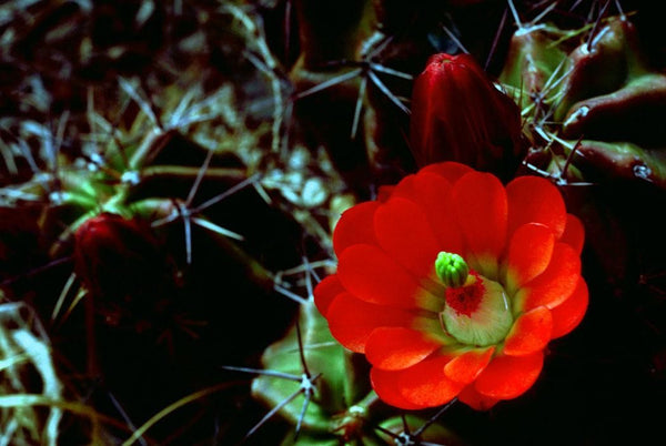 cactus flower seeds Echinocereus triglochidiatus Seeds
