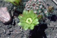 Oregon Cactus Blog: Echinocereus viridiflorus Oregon Cactus Blog: Echinocereus viridiflorus