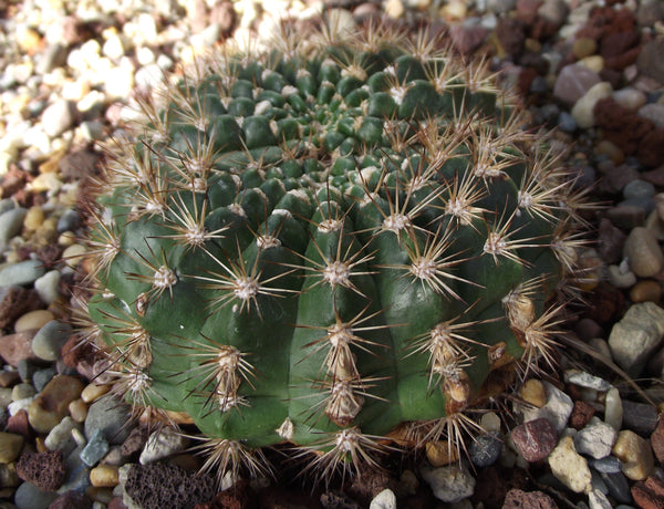 Echinopsis kermesina 25 Seeds