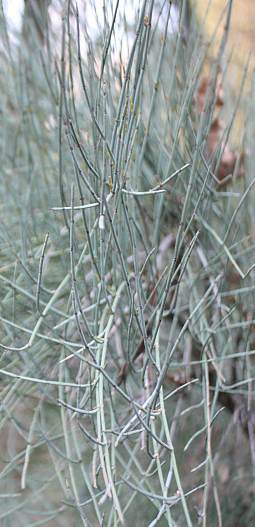 ma huang plant seeds Ephedra sinica 20 Seeds