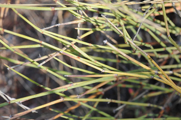 ephedra plant seeds Ephedra sinica 20 Seeds
