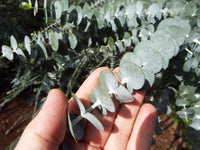 Eucalyptus pulverulenta 25 Seeds - Silver-Leaved Mountain Gum