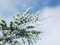 Eucalyptus pulverulenta Seeds - Silver-Leaved Mountain Gum