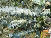 Eucalyptus pulverulenta 25 Seeds - Silver-Leaved Mountain Gum