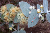 Eucalyptus pulverulenta 25 Seeds - Silver-Leaved Mountain Gum