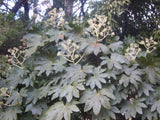 Fatsia japonica 25 Seeds - Paper Plant