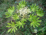 Fatsia japonica 25 Seeds - Paper Plant