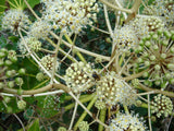 Fatsia japonica 25 Seeds - Paper Plant