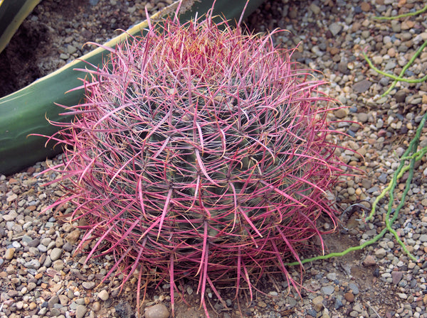 Ferocactus cylindraceus 25 Seeds - Spiny Barrel Cactus