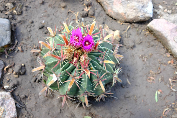 Ferocactus latispinus 25 Seeds - Candy Cactus