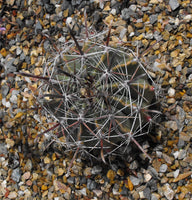 Ferocactus townsendianus Seeds - Townsend Barrel Cactus