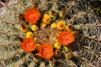 Ferocactus wislizeni 25 Seeds - Fishhook Barrel Cactus