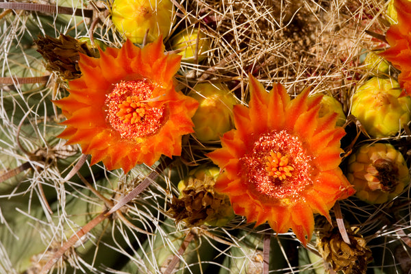 Barrel Cactus Crazy Colors by Marie Welding