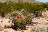 Ferocactus wislizeni 25 Seeds - Fishhook Barrel Cactus