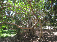 Ficus benghalensis Seeds - Indian Banyan