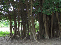 Ficus benghalensis Seeds - Indian Banyan