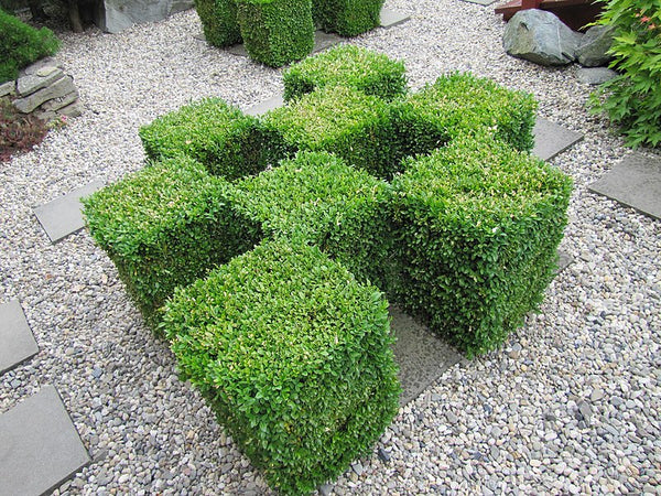 boxwood plant seeds Buxus sempervirens Seeds