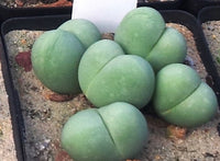 Gibbaeum heathii Seeds