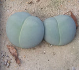 Gibbaeum heathii Seeds